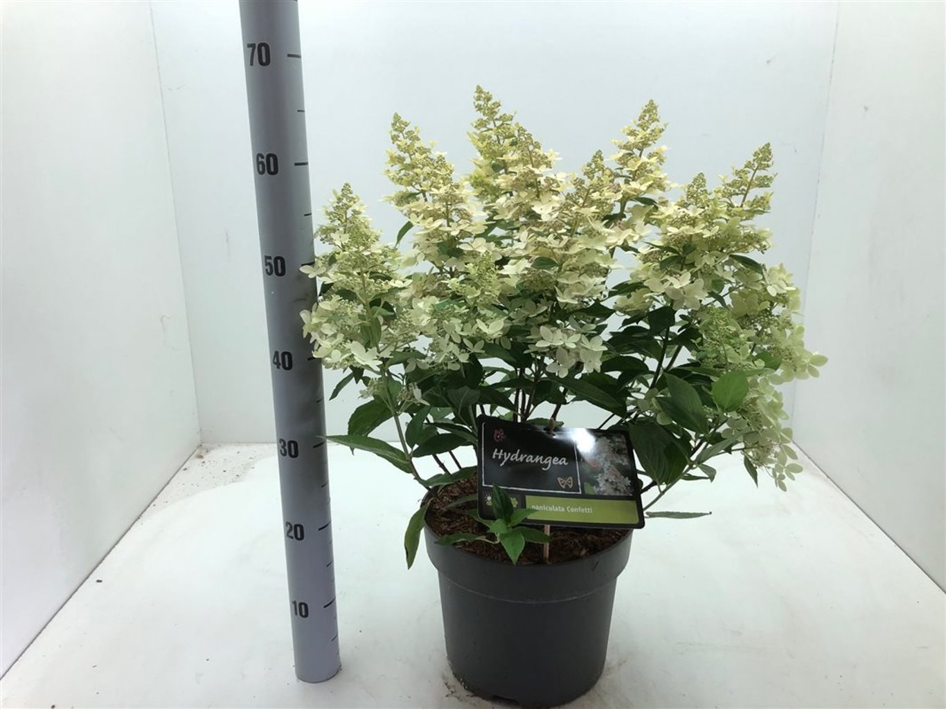 Hydrangea pan. 'Confetti' - C7,5